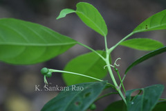 Cleidion spiciflorum